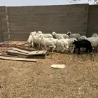 خرفان حريه
