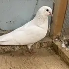 انثى روماني منتجه