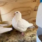 حمام فرش