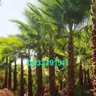 نخل واشنطني زينه للبيع