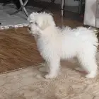 مالتيبو 4 شهور