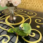 ببغاء امزوني متكلم