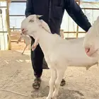 مشاريع فحول مطورات
