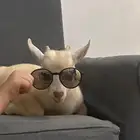 ماعز قزم