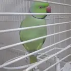 ذكر دره هندي سبق سبق و انتج