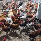 ديوك بلدي عمر 6 اشهر العدد 400 من 15 ريال