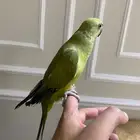ذره اخضر زيتي