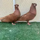 حمام صربي