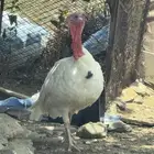 للبيع ديك رومي