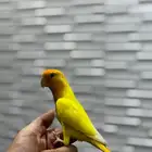 روز اورنج اولاين اليف هدد