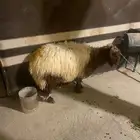 نعيمي للبيع