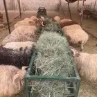من مزرعتنا لمائدتك..النعيمى والسواكنى عندك خلال ساعات