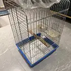 ببغاء كوكاتو قالا عمر سنه وسبعه شهور تقريبا