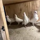 حمام