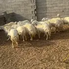 حريات مقاني 20 راس