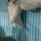جوز روز منتج