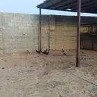 دجاج