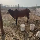 بقره منتوج
