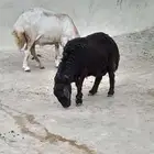 نعجه دافع