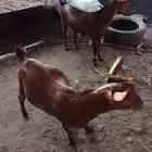 تيوس 4