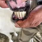 شاه حري معها ثنين