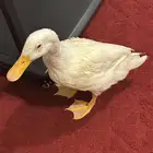 بطه للتبني