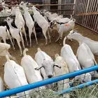 خصومات للتجار وأصحاب الملاحم.. وذبايحنا تتكلم عن نفسها
