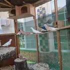 قماري هولندي ناريات وبيض