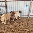 بهم نعيم فاخر