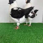 طبة مودينا قازي