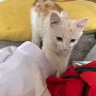 قط ضايع