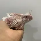 فروخ كروان ابيض عيون حمر