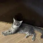 كيتنز للتبني