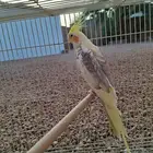 طير كروان