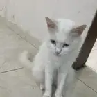 قطة أمريكية بيضاء