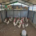 ديوك فيومي المنيوم عمر سنه جاهزة للتلقيح او للأكل