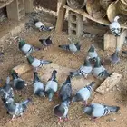 ذكور زاجل