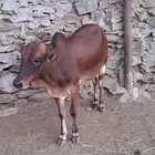 حسلان سمان