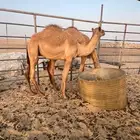 قعود الاب الجارح ال عبيد منتج