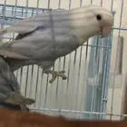2 انثى روز 2 ذكر روز