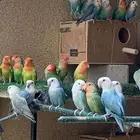 بيع جمله طيور روز