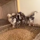 صوص براهما للبيع
