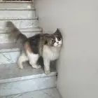 قطة منازل نوع أنثى نظيفة جدا
