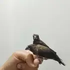 بنجليز