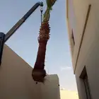 نخل واشنطني زينه بجميع مقاساته وايضا قشع نخيل ونقل وتركيب