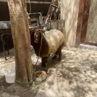 نعيمي للبيع