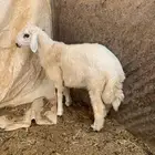طلي حري سمين ونظيف شرط