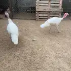 زوج رومي أبيض