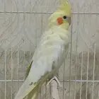 كروان ذكر اصفر لاتينو الاحساء المبرز