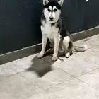 هاسكي للبيع